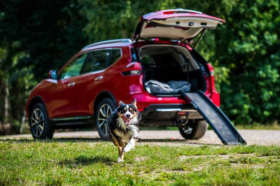 Nissan X-TRAIL's new ‘Paw Pack’ is the paw-fect kit for canine adventures